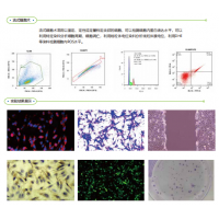 細(xì)胞實(shí)驗(yàn)整體服務(wù)